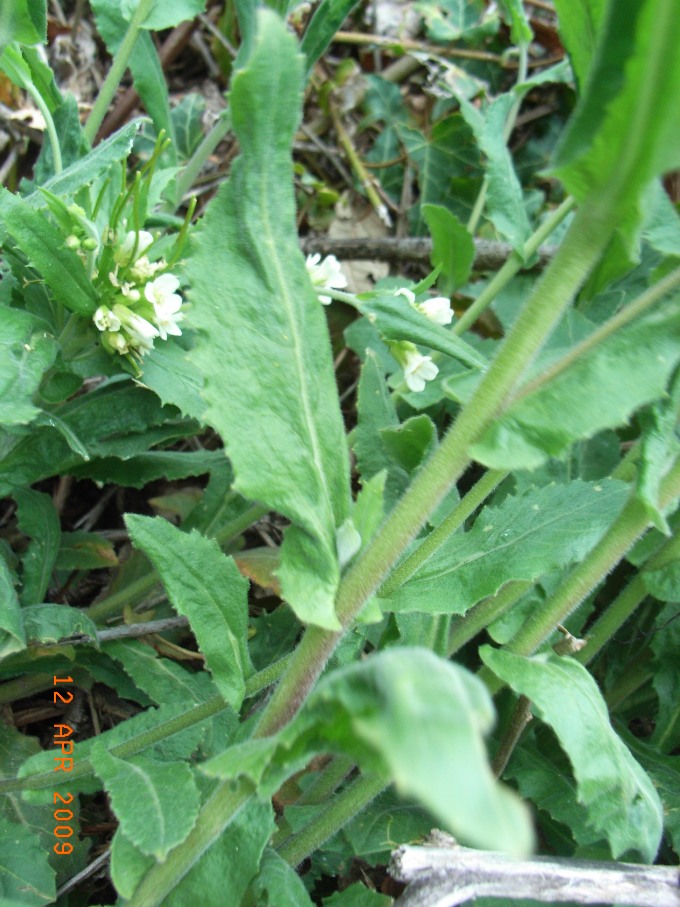 Arabis turrita